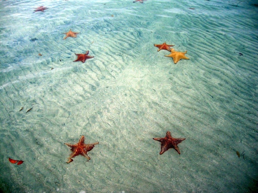 Starfish Beach - Boca del Drago