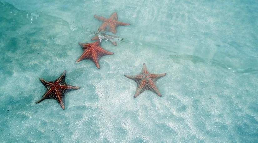 Starfish Beach - Boca del Drago