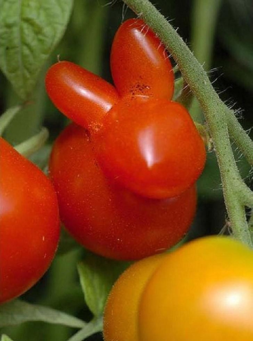 Stately radish and other fruit-vegetables that have forgotten that they are plants