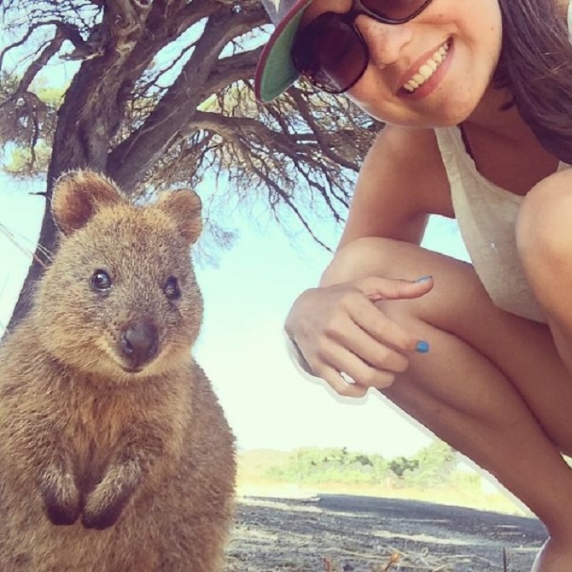 status quokka