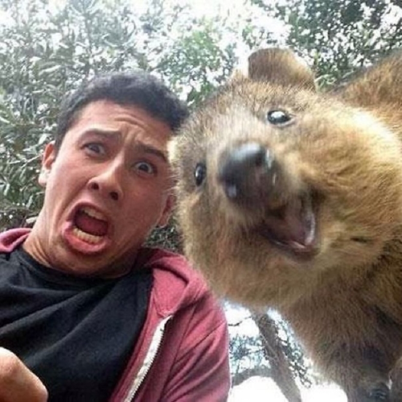 status quokka
