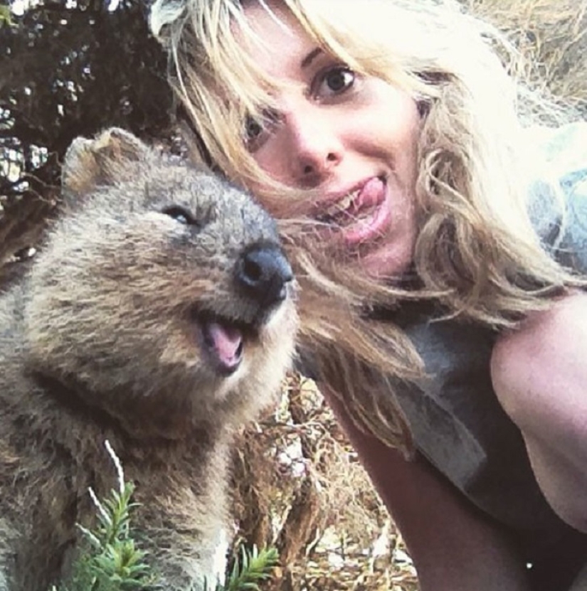 status quokka