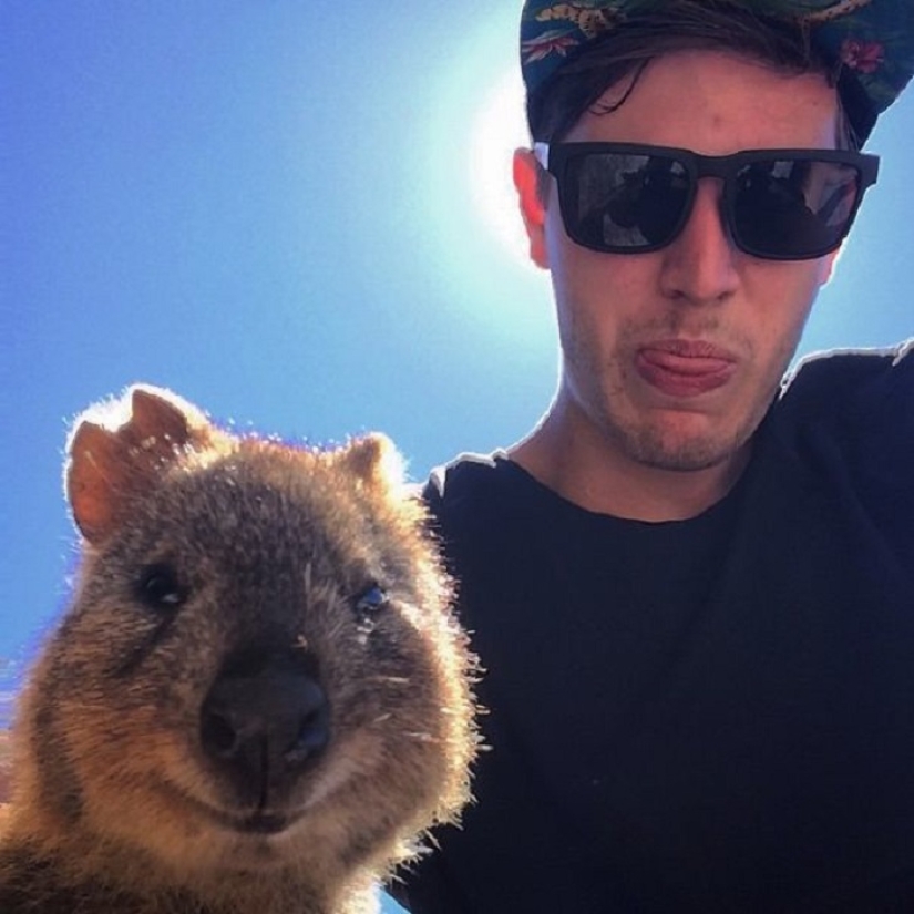 status quokka