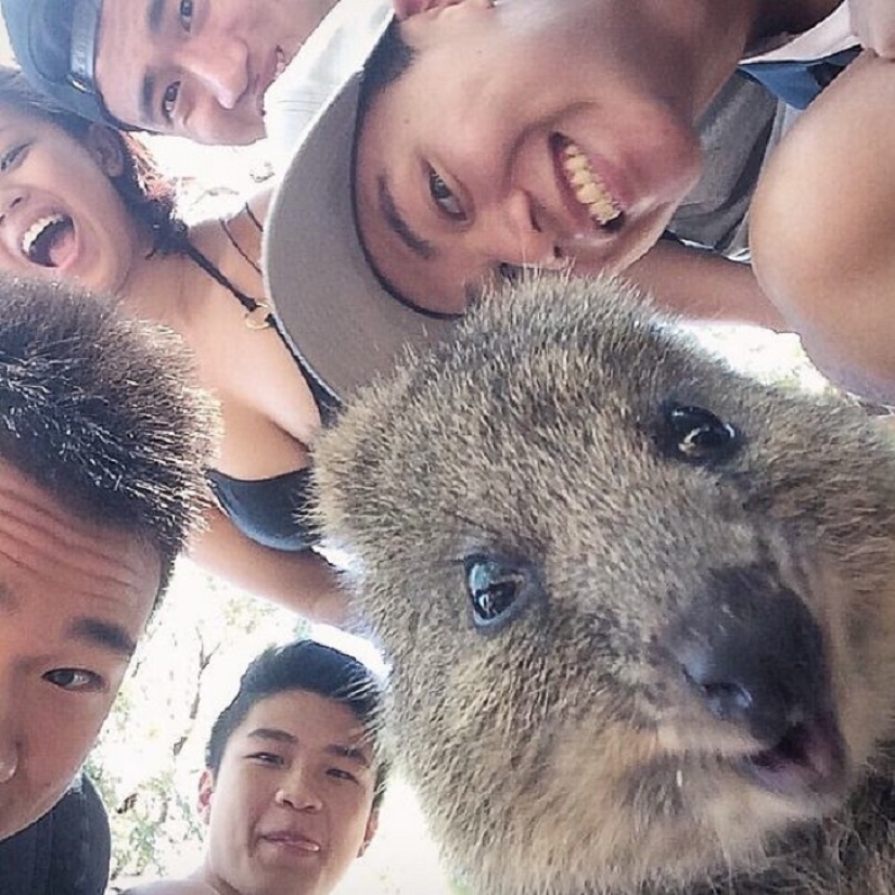 status quokka