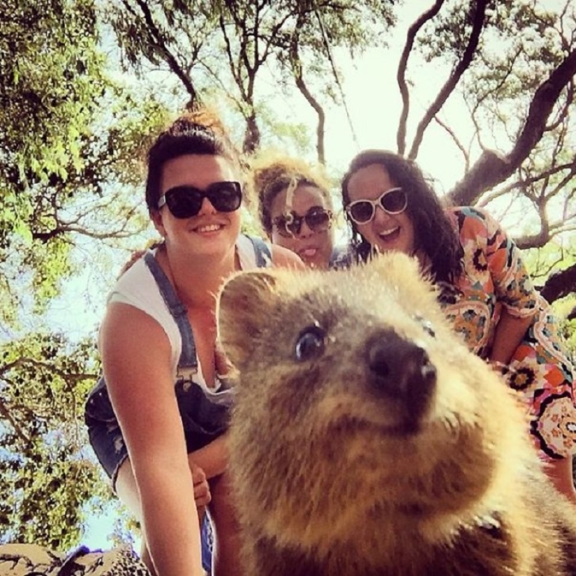 status quokka