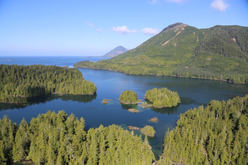 Stay alive at all costs