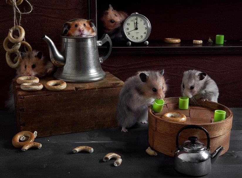 Still lifes with hamsters Still lifes with hamsters