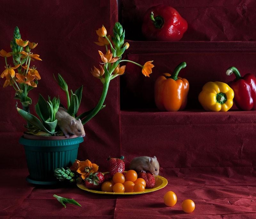 Still lifes with hamsters Still lifes with hamsters