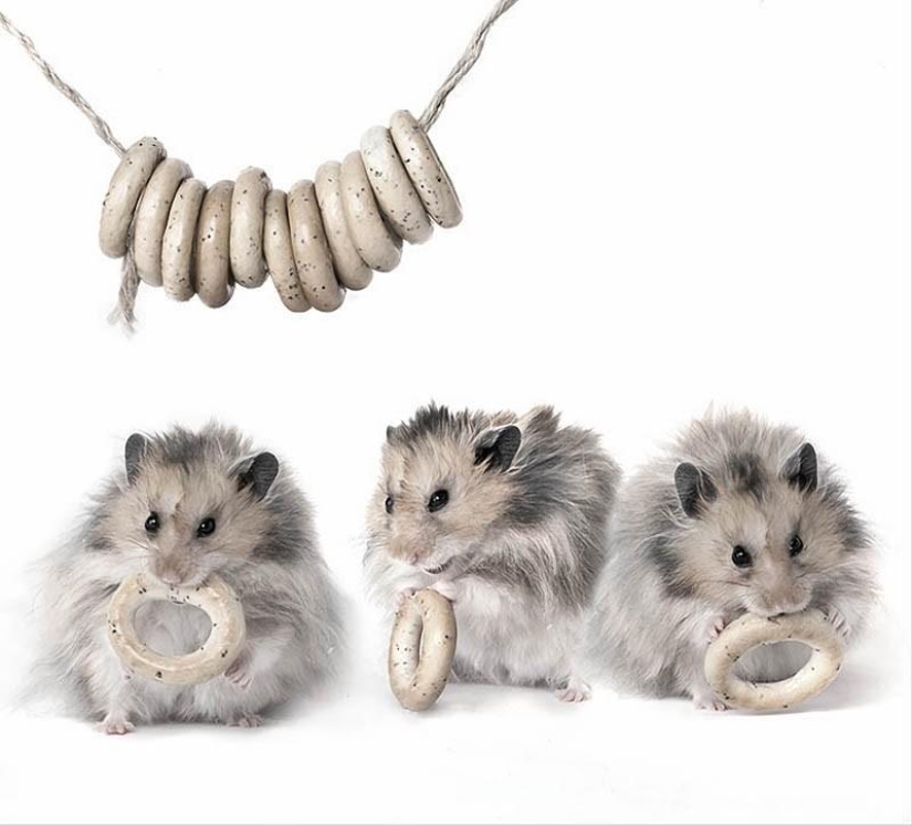 Still lifes with hamsters Still lifes with hamsters