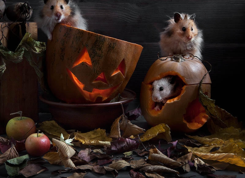 Still lifes with hamsters Still lifes with hamsters