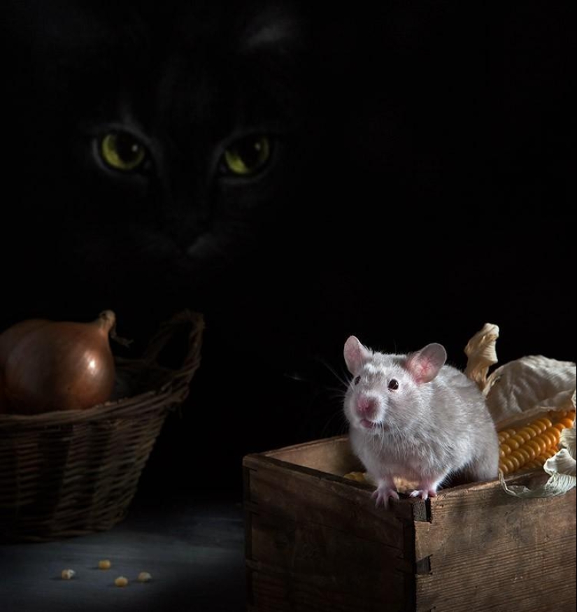 Still lifes with hamsters Still lifes with hamsters