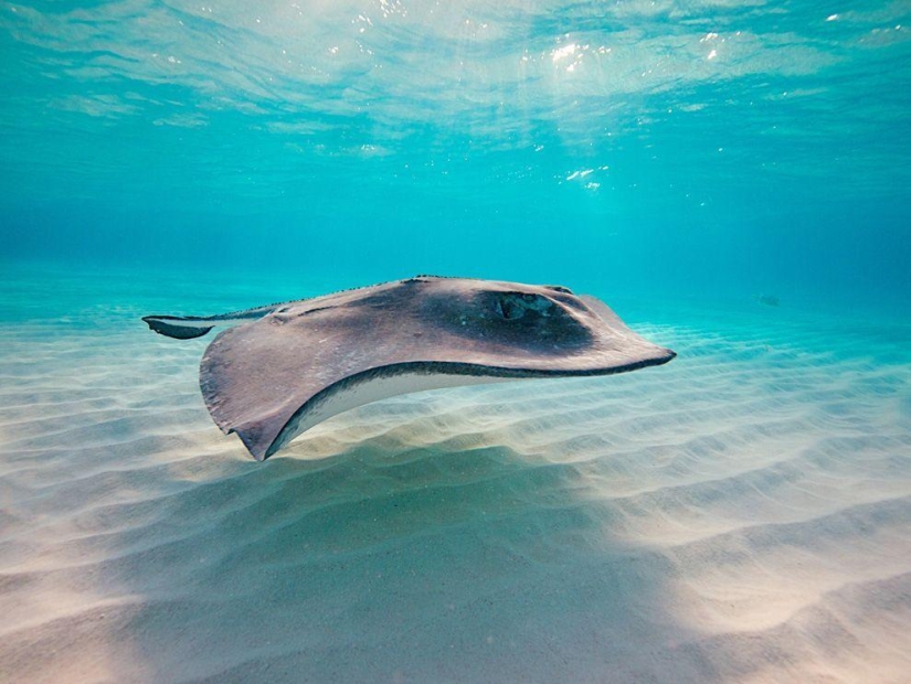 Stingrays - waterfowl