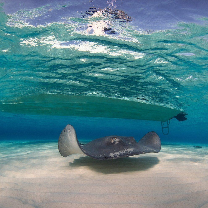 Stingrays - waterfowl