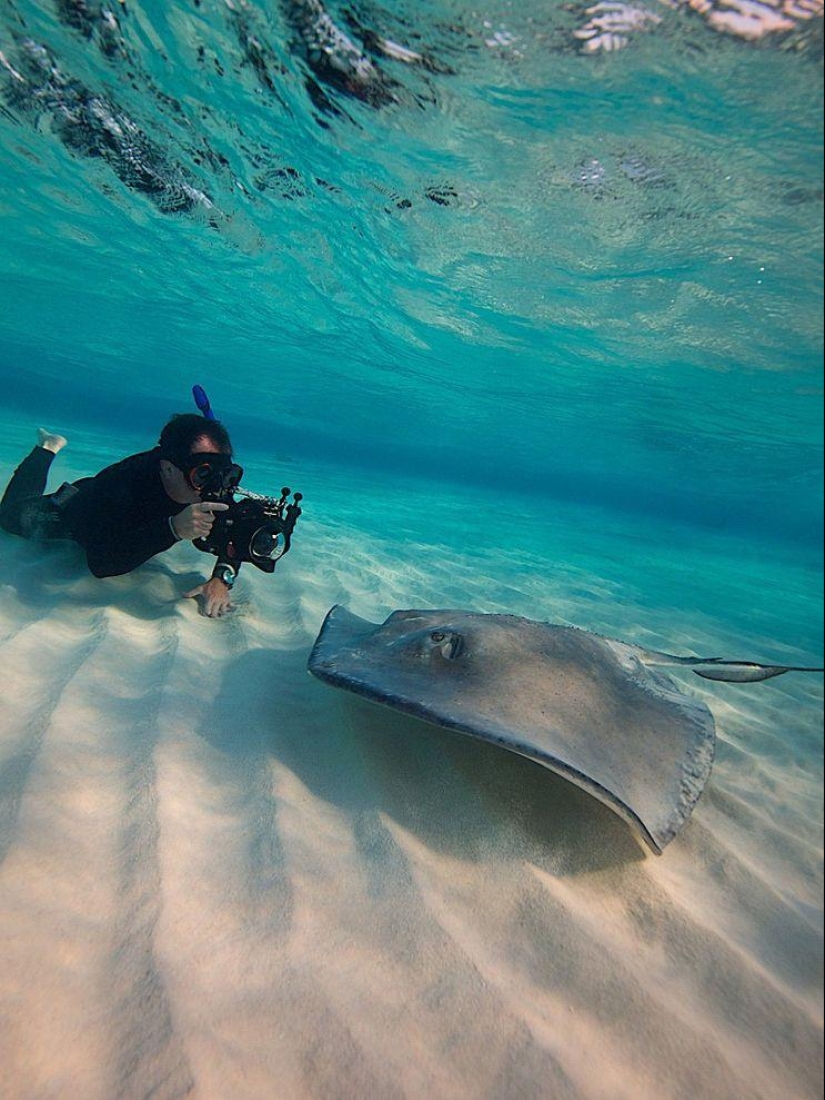 Stingrays - waterfowl
