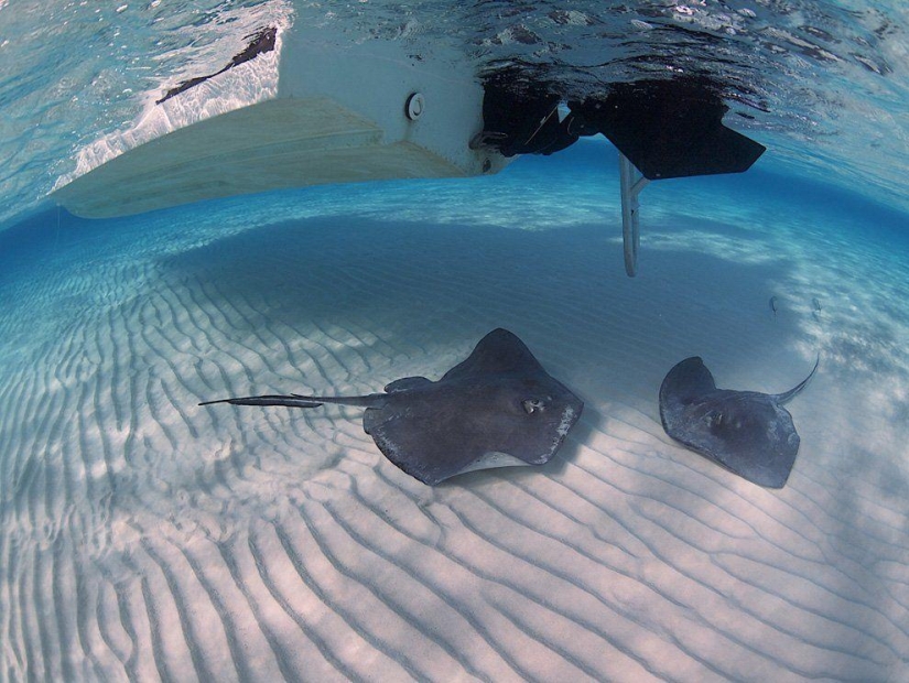 Stingrays - waterfowl