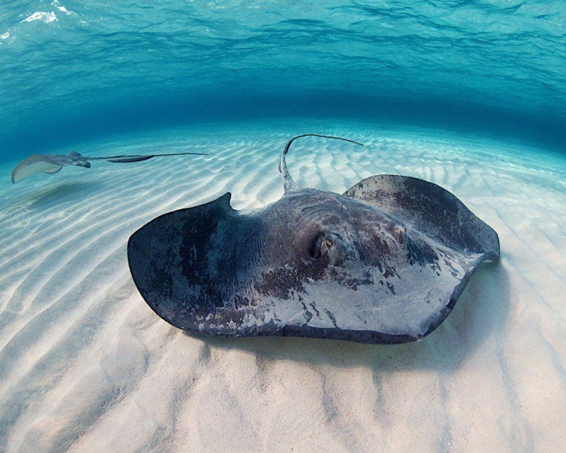 Stingrays - waterfowl