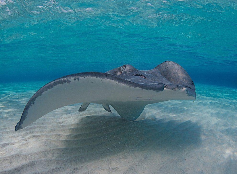 Stingrays - waterfowl