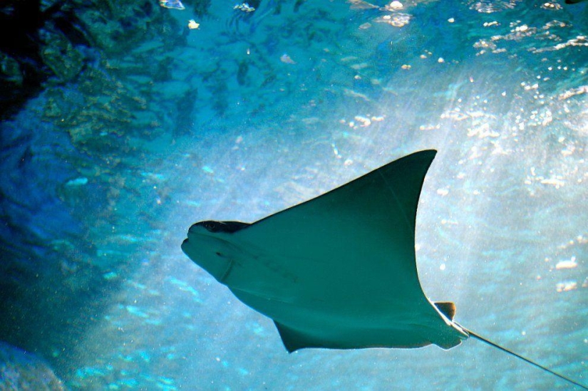 Stingrays - waterfowl