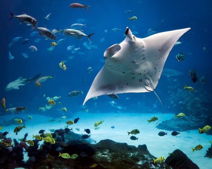 Stingrays - waterfowl