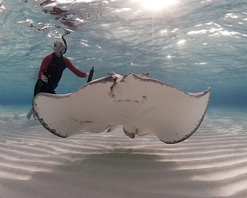 Stingrays - waterfowl