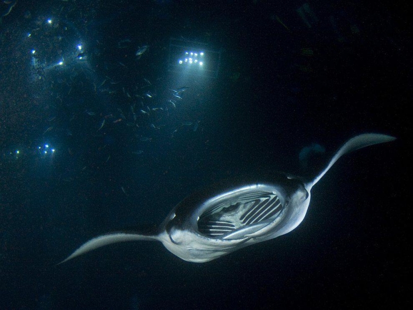 Stingrays - waterfowl