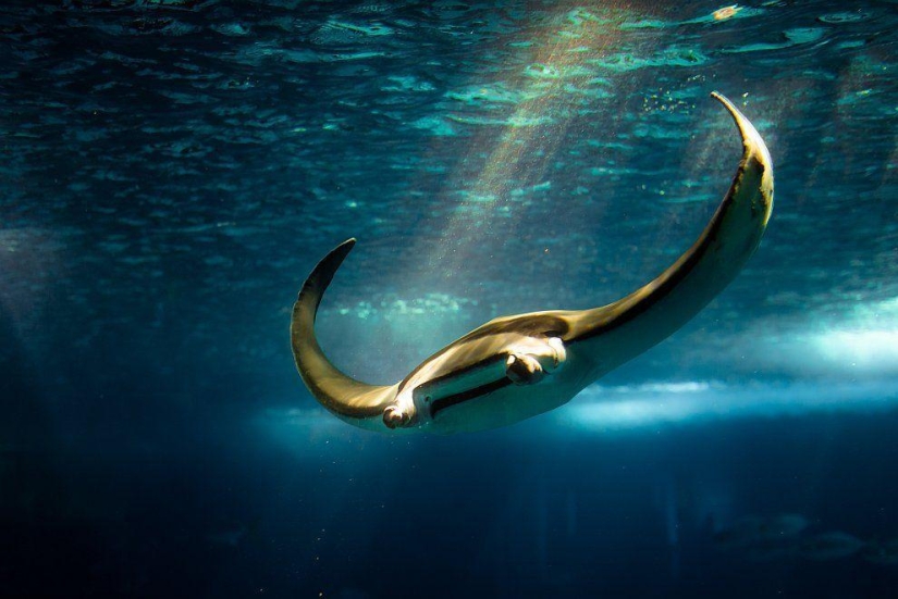 Stingrays - waterfowl