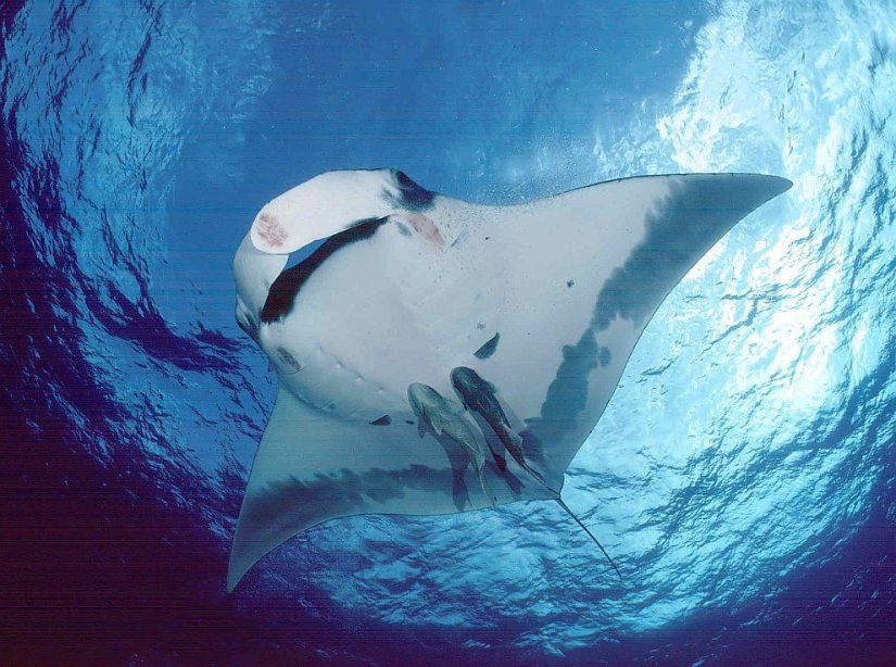 Stingrays - waterfowl