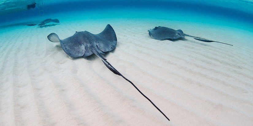 Stingrays - waterfowl