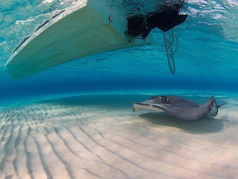 Stingrays - waterfowl