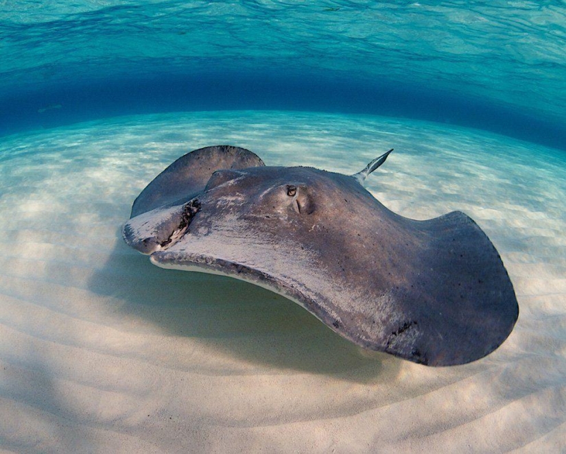 Stingrays - waterfowl