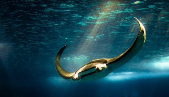 Stingrays - waterfowl Stingrays - waterfowl