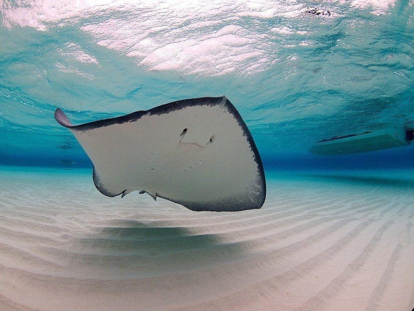 Stingrays - waterfowl