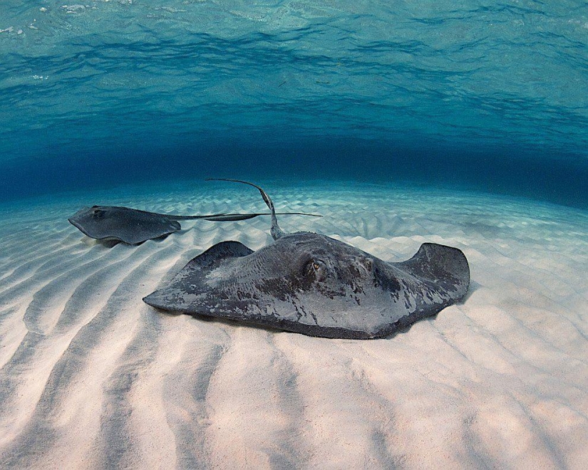 Stingrays - waterfowl