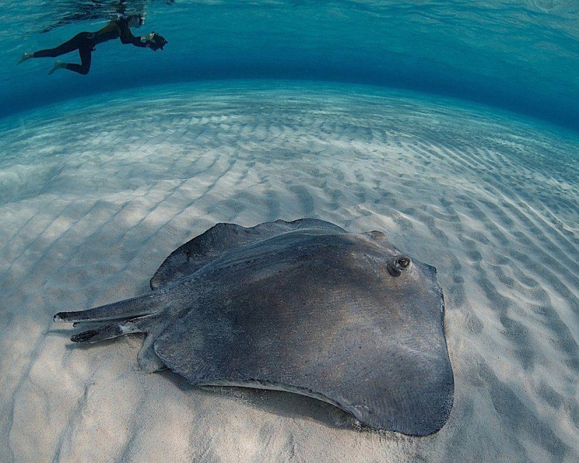 Stingrays - waterfowl