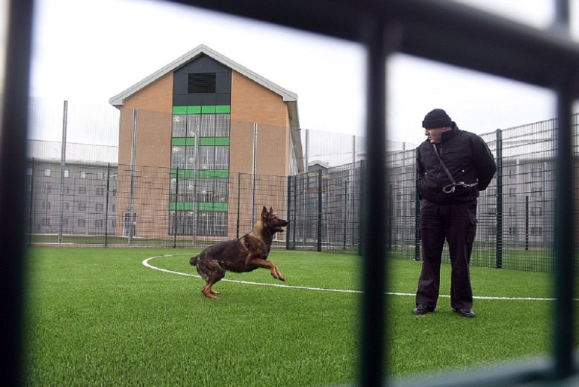 Stole, drank — to the sanatorium! A resort-style prison will open in Britain