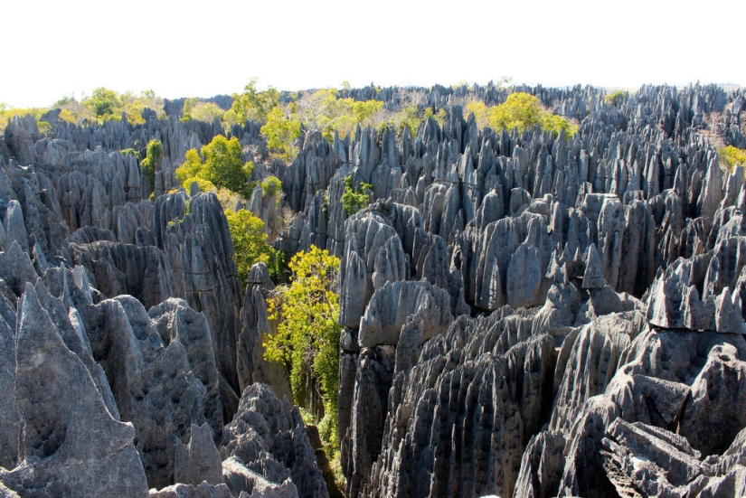 Stone forest in Madagascar Stone forest in Madagascar