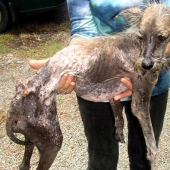 Stray dogs before and after the shelter