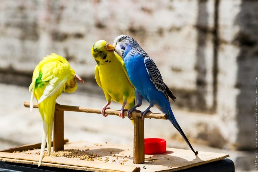 Street beggars in Rome