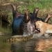 Stunning footage of confrontation between a lioness and crocodiles