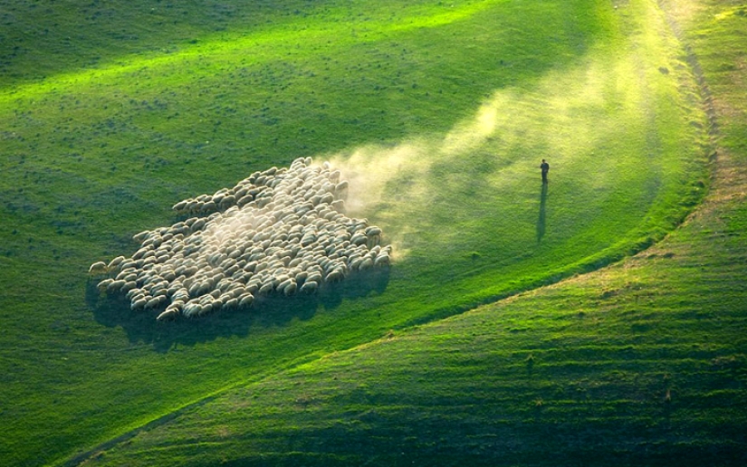 Stunning photo hunting for sheep in Tuscany Stunning photo hunting for sheep in Tuscany