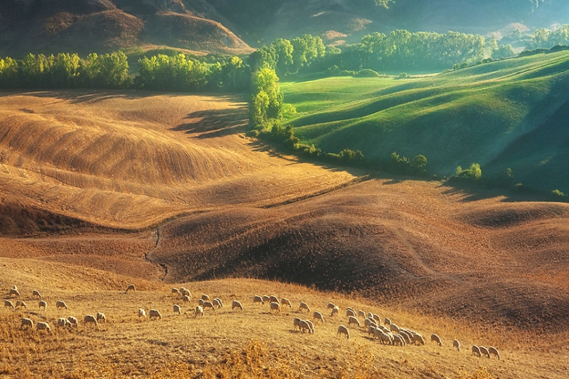 Stunning photo hunting for sheep in Tuscany Stunning photo hunting for sheep in Tuscany