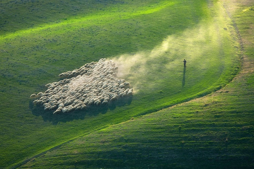 Stunning photo hunting for sheep in Tuscany Stunning photo hunting for sheep in Tuscany