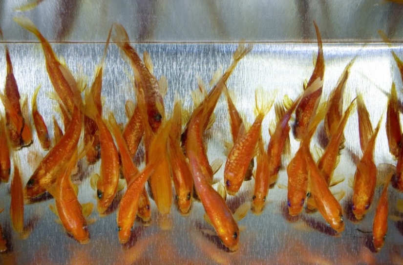 Stunning three-dimensional drawings by Japanese artist Ryusuke Fukahori Stunning three-dimensional drawings by Japanese artist Ryusuke Fukahori