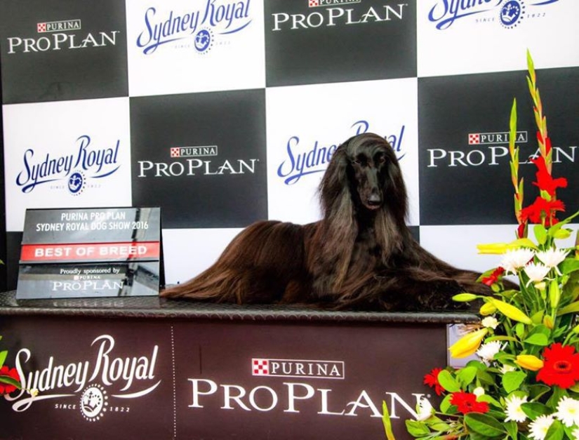 Suave como la seda: El galgo afgano que se convirtió en una estrella de Internet