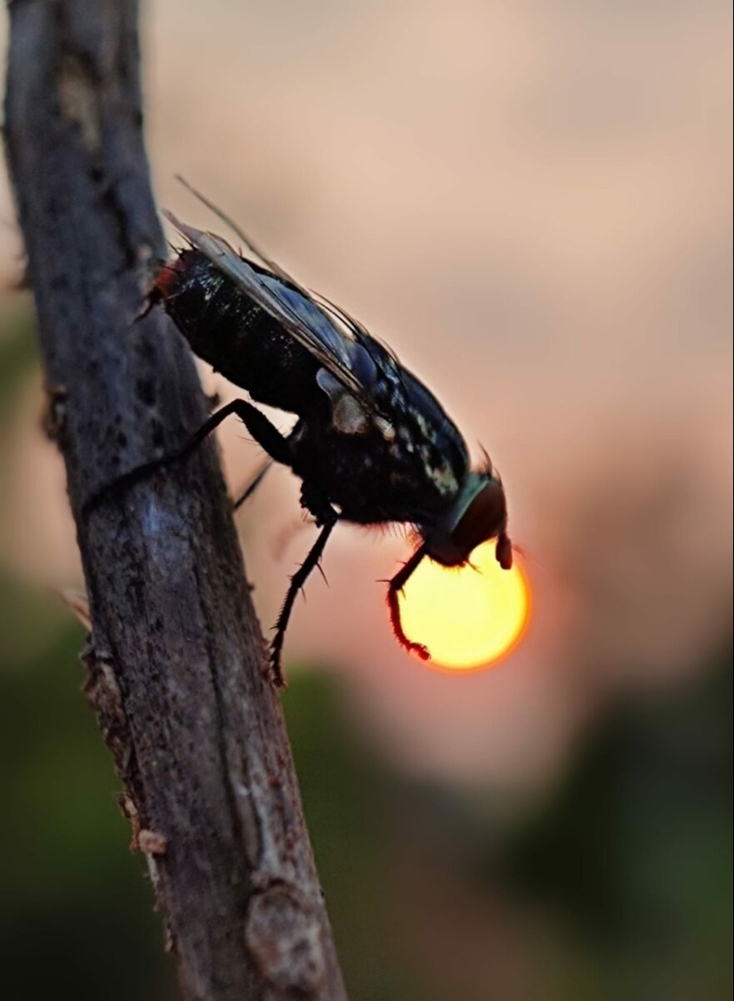 Sunset Stories: 17 Pics Of People’s Silhouettes, Plants And Insects By This Photographer