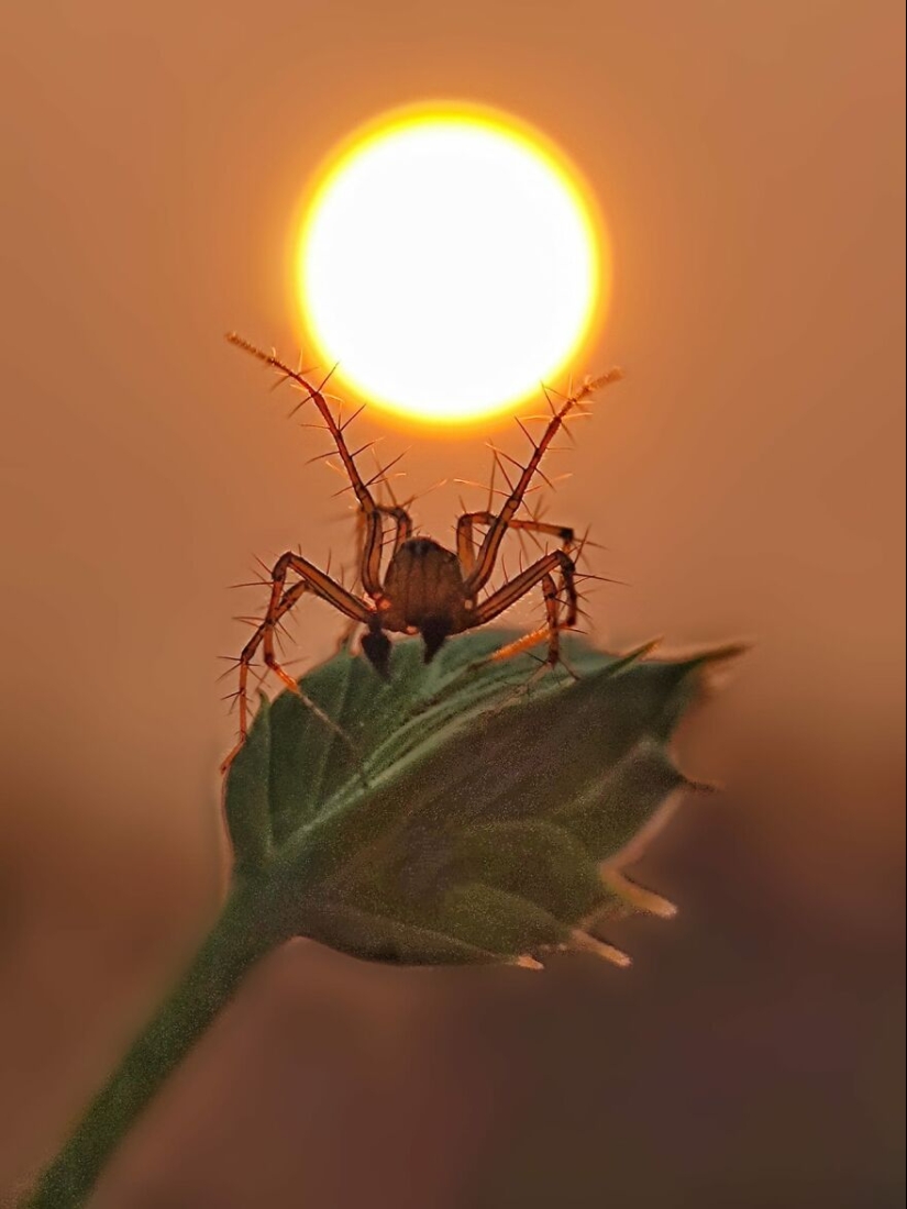 Sunset Stories: 17 Pics Of People’s Silhouettes, Plants And Insects By This Photographer