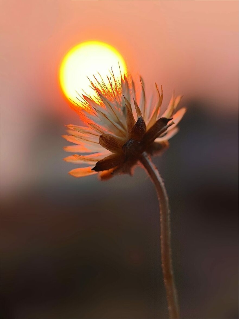 Sunset Stories: 17 Pics Of People’s Silhouettes, Plants And Insects By This Photographer