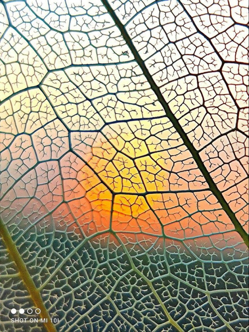 Sunset Stories: 17 Pics Of People’s Silhouettes, Plants And Insects By This Photographer