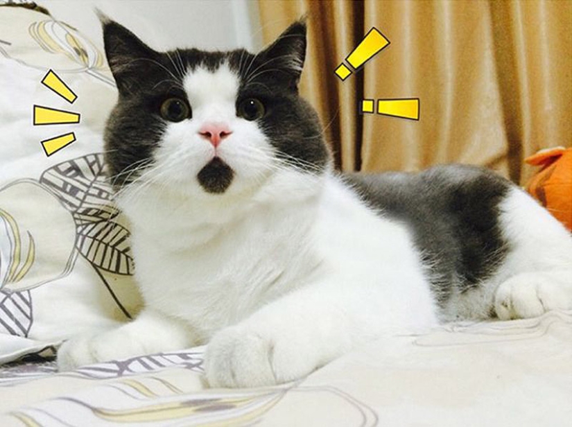 Surprised cat Banya, who is amazed by everything around