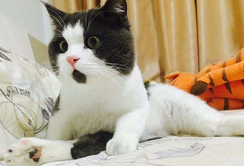 Surprised cat Banya, who is amazed by everything around